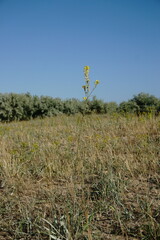 Erysimum quadrangulum