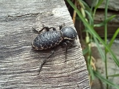 Zopherus laevicollis