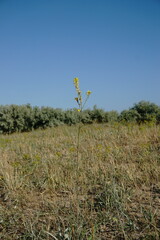 Erysimum quadrangulum