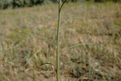 Erysimum quadrangulum