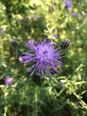 Centaurea stoebe