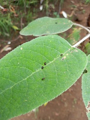 Dibolia