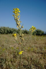 Erysimum quadrangulum