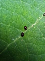 Dibolia