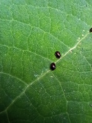 Dibolia