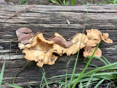Fungi