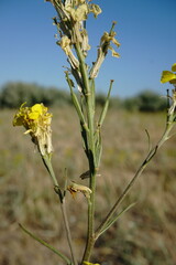 Erysimum quadrangulum