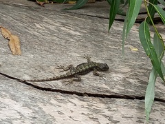 Sceloporus grammicus