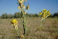 Erysimum quadrangulum