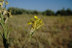 Erysimum quadrangulum