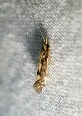 Agraylea
