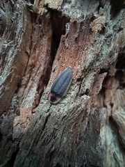 Ellychnia corrusca