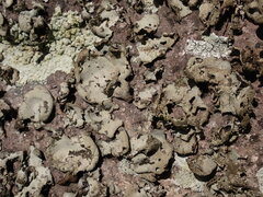 Umbilicaria hirsuta