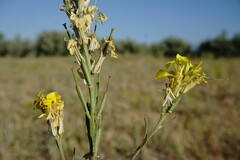 Erysimum quadrangulum