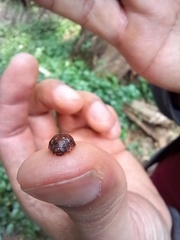 Trachymela sloanei