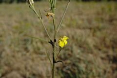 Erysimum quadrangulum