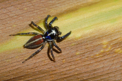 Antillattus gracilis