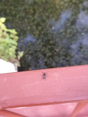 Acanthocinini
