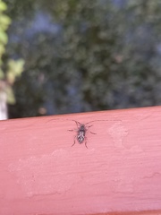 Acanthocinini
