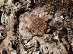 Umbilicaria hirsuta