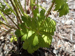 Trollius chinensis