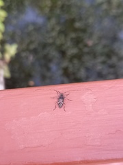 Acanthocinini