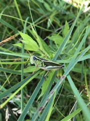 Melanoplus bivittatus
