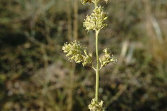 Silene borysthenica