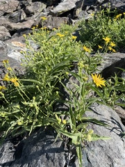 Arnica longifolia