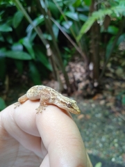 Lepidodactylus lugubris