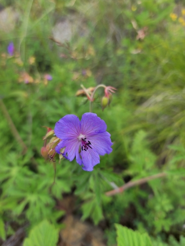 Geranium ruprechtii, photograph 4