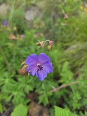 Geranium ruprechtii