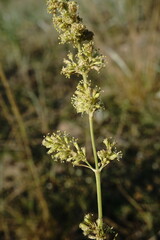 Silene borysthenica