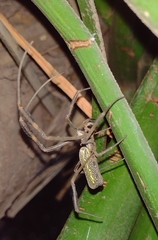 Trichonephila clavipes