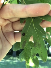 Callirhytis quercusfutilis