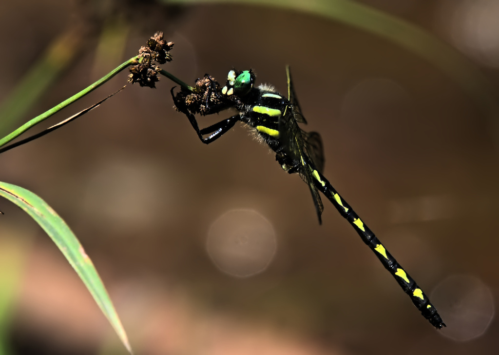 Delta-spotted Spiketail
