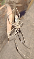 Trichonephila clavipes