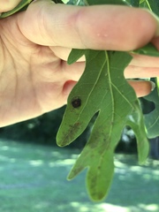 Callirhytis quercusfutilis