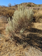 Artemisia californica
