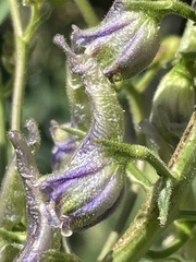 Delphinium × occidentale