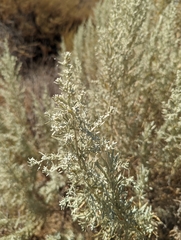 Artemisia californica