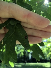 Callirhytis quercusfutilis