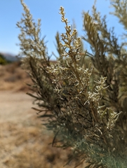 Artemisia californica
