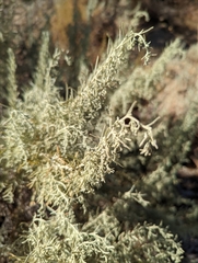 Artemisia californica