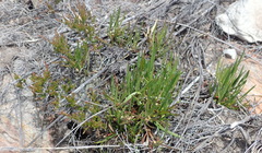 Centella graminifolia