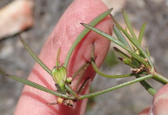 Centella graminifolia