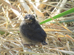 Curruca melanocephala