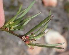 Centella graminifolia