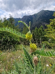 Astragalus alopecurus