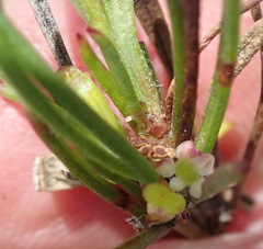 Centella graminifolia